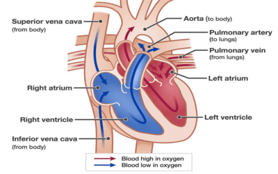 How Do The Lungs & Heart Work Together?