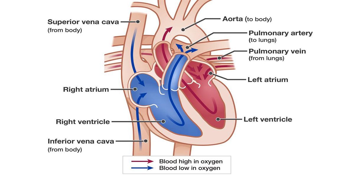 Heart and Lungs Work Together