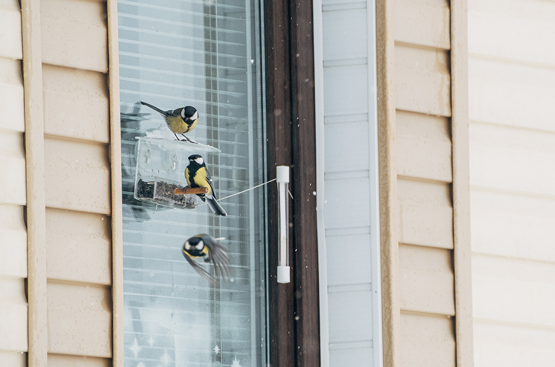cleaning safe copd rodent and bird 